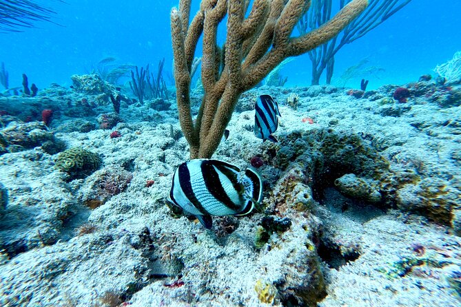 Snorkeling Adventure in Aguadilla - How weather and visibility can change the morning
