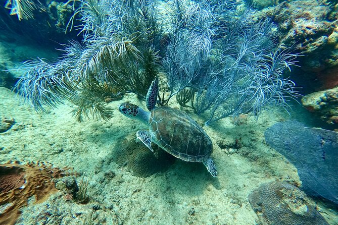 Snorkeling Adventure in Aguadilla - The $98 price and what you receive
