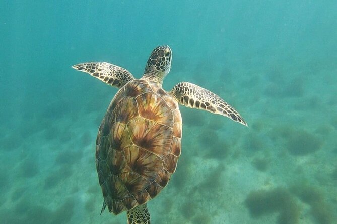 Snorkeling in Paradise - Videos Included - About an hour in the water, with videos to take home