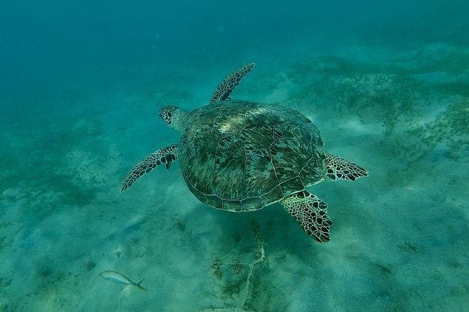 Snorkeling in Paradise - Videos Included - The guide makes the biggest difference