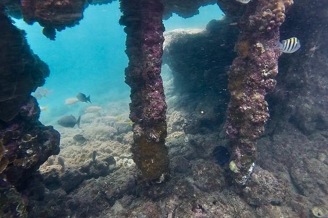 Snorkeling in Paradise - Videos Included - Timing, weather, and cancellation details