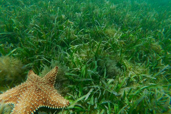Snorkeling & Kayak Eco-Adventure in Puerto Rico - The eco lesson is part of the experience