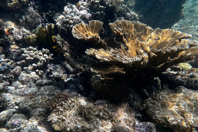 Snorkeling & Kayak Eco-Adventure in Puerto Rico - Snorkeling from the beach near the reef