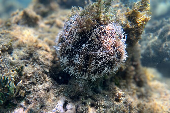 Snorkeling Lesson & Interactive Experience for Kids and Adults - Is $58 a fair price in Fajardo?