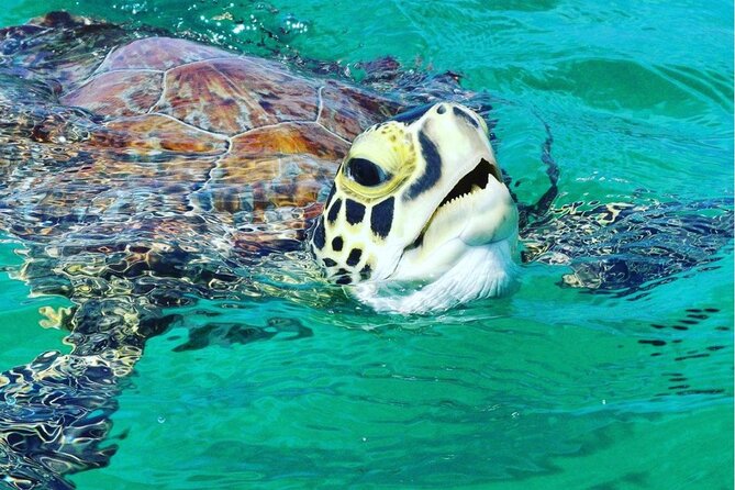 Snorkeling Tour to Vieques Island only 30 minutes away! - A Quick Boat Ride to Vieques from Ceiba