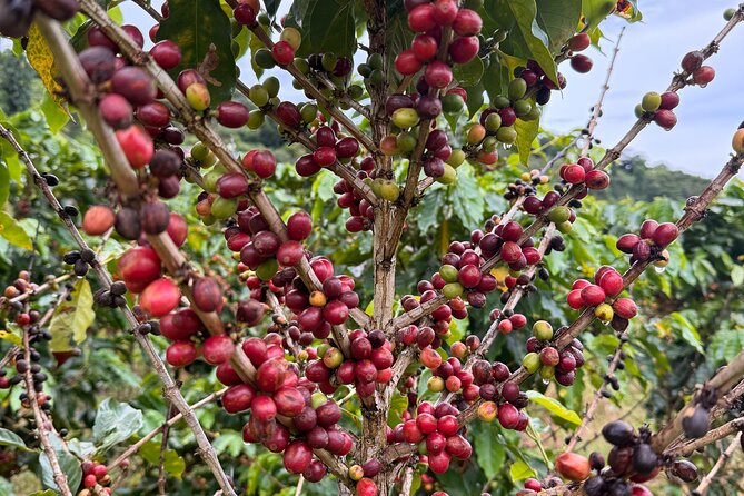 Sueños de Cafe - A Coffee Lovers Dream - Who will get the most from this outing