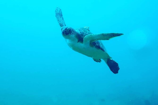 Sunset Snorkeling - The marine life you might find after sunset