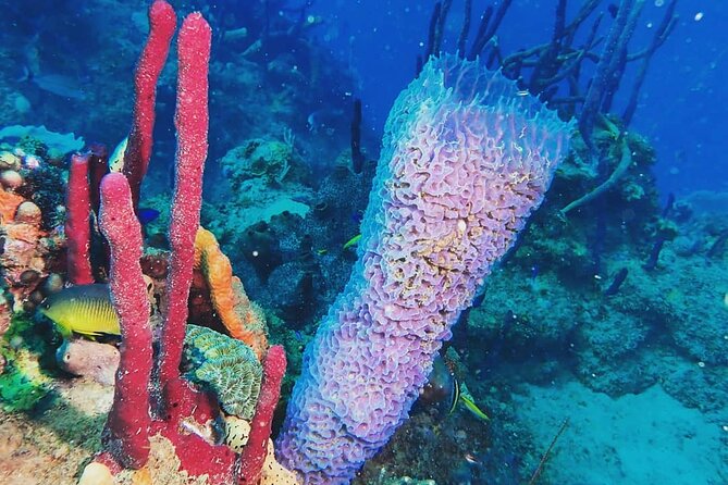 Sunset Snorkeling - Is $79.99 a fair price?