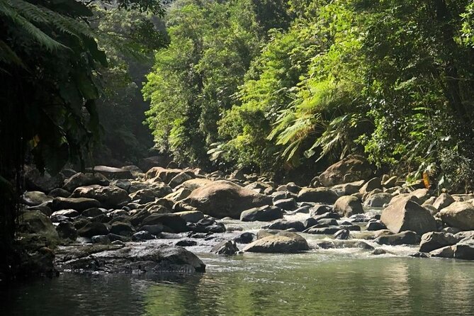 The Best Rainforest Experience in Puerto Rico - Key points to know before you book