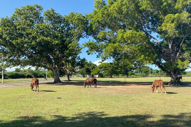 Vieques Bio Bay Tour and Beach Day Trip from San Juan by Ferry - Returning by ferry after dark
