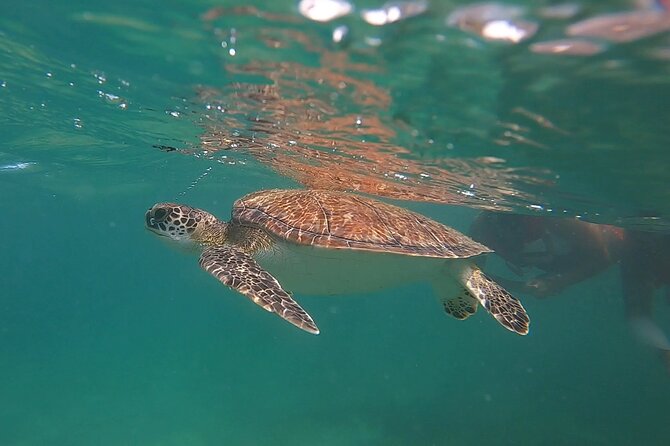VIP San Juan: Snorkeling Tour with Turtles with Free Videos - What the 90-minute outing feels like