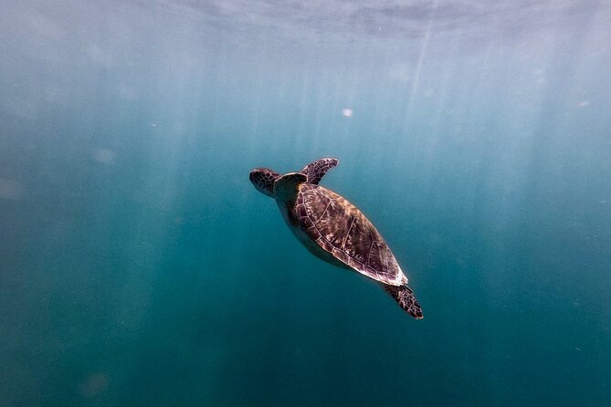 VIP San Juan: Snorkeling Tour with Turtles with Free Videos - The value of $80 per person