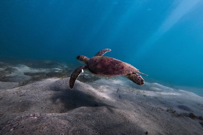 VIP San Juan: Snorkeling Tour with Turtles with Free Videos - Safety, comfort, and realistic expectations